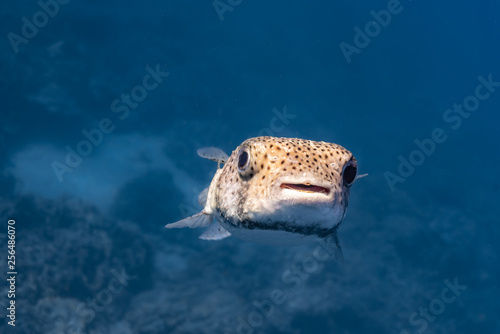 Closeup of puffer fish in blue water