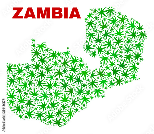 Vector marijuana Zambia map mosaic. Template with green weed leaves for marijuana legalize campaign. Vector Zambia map is organized from marijuana leaves.