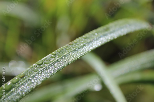 green grass after rain