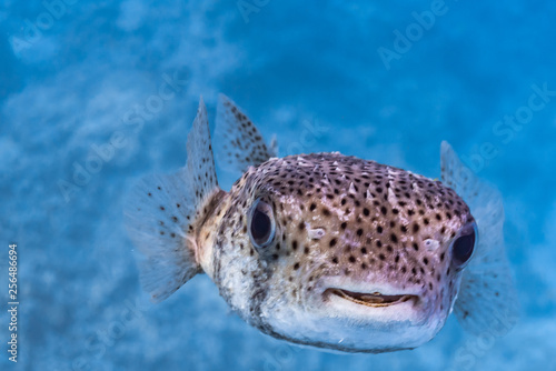 Pufferfish closeup above reef in blue water