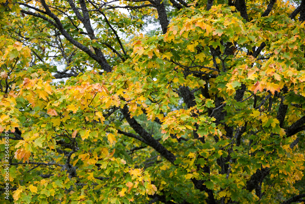 autumns list, golden autumn autumns list, golden autumn