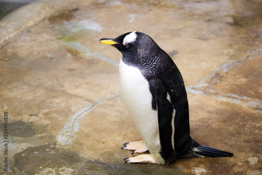 Naklejka premium Penguin at zoo