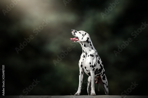 dalmatian dog beautiful portrait green background forest