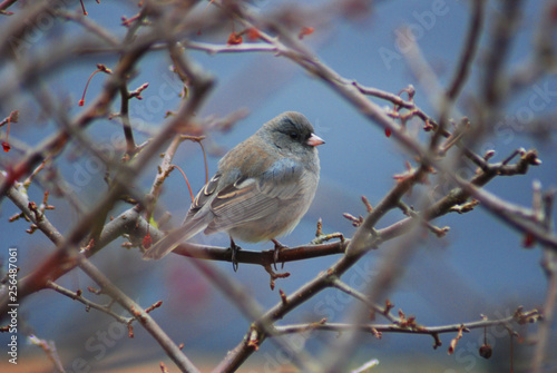 dark eyed junco in shrub