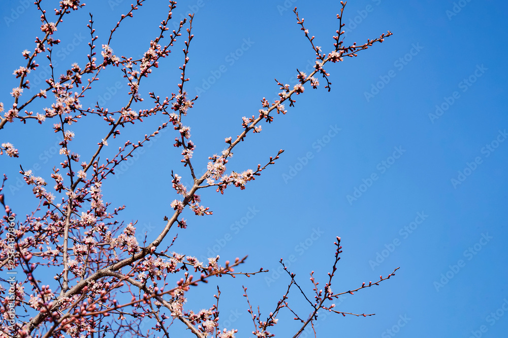 Blooming tree on the background of nature and blue sky / Spring flowers / bright background Blooming tree on the background of nature and blue sky / Spring flowers / bright background