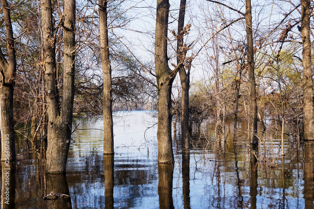 spring trees stood in the water at high tide on a sunny warm day on the lake and blue sky