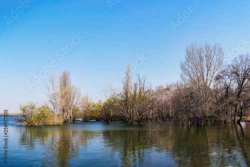 spring trees stood in the water at high tide on a sunny warm day on the lake and blue sky, with a clean pleasant reflection