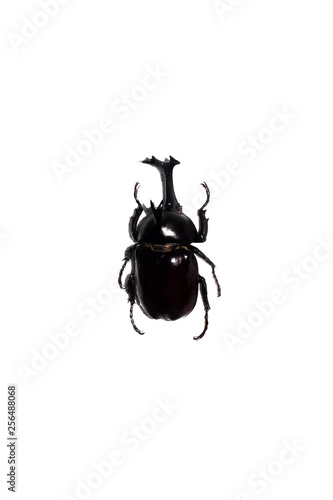 Big black beetle, isolate on a white background, megasoma acteon photo