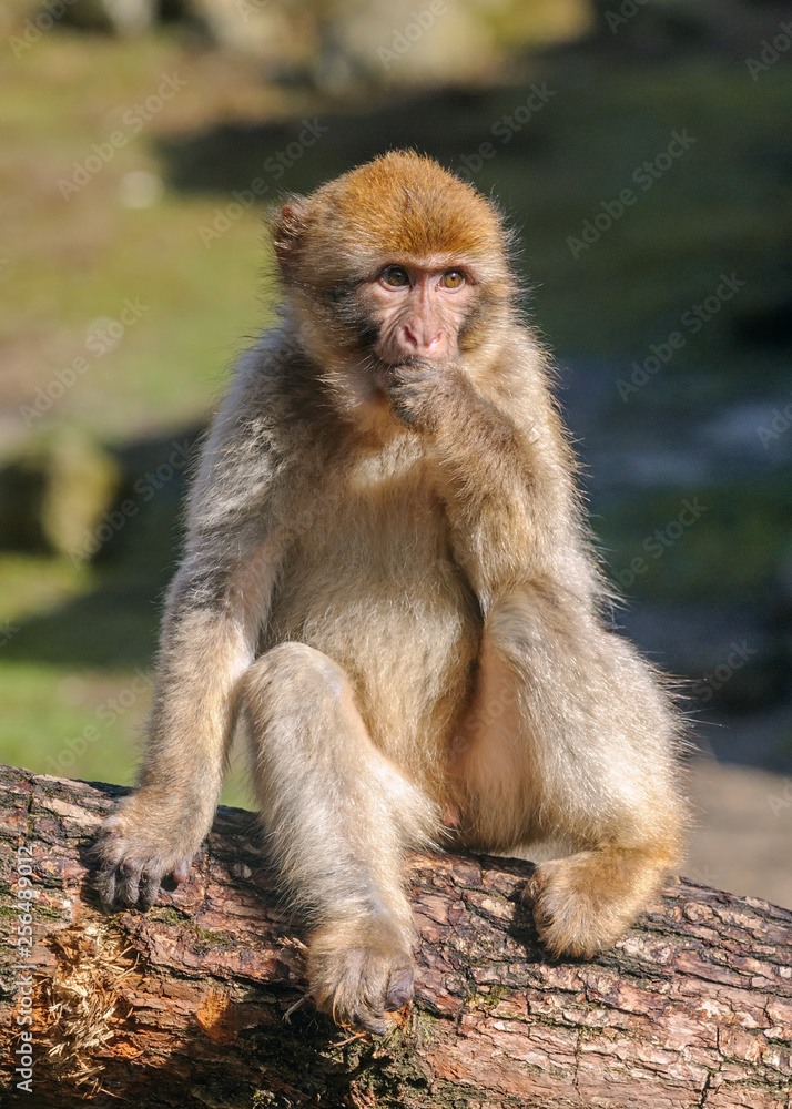 Portrait of young Barbary macaque sitting on a tree made in semi-free park