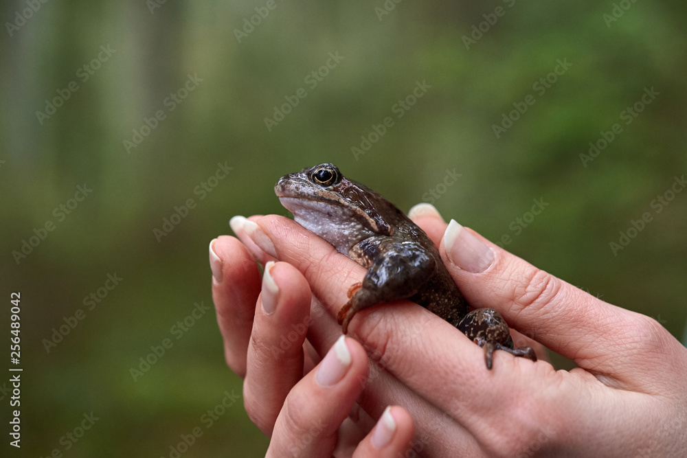 Brown frog in woman's hands.