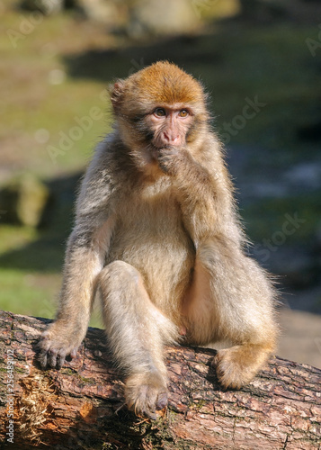 Portrait of young Barbary macaque sitting on a tree made in semi-free park