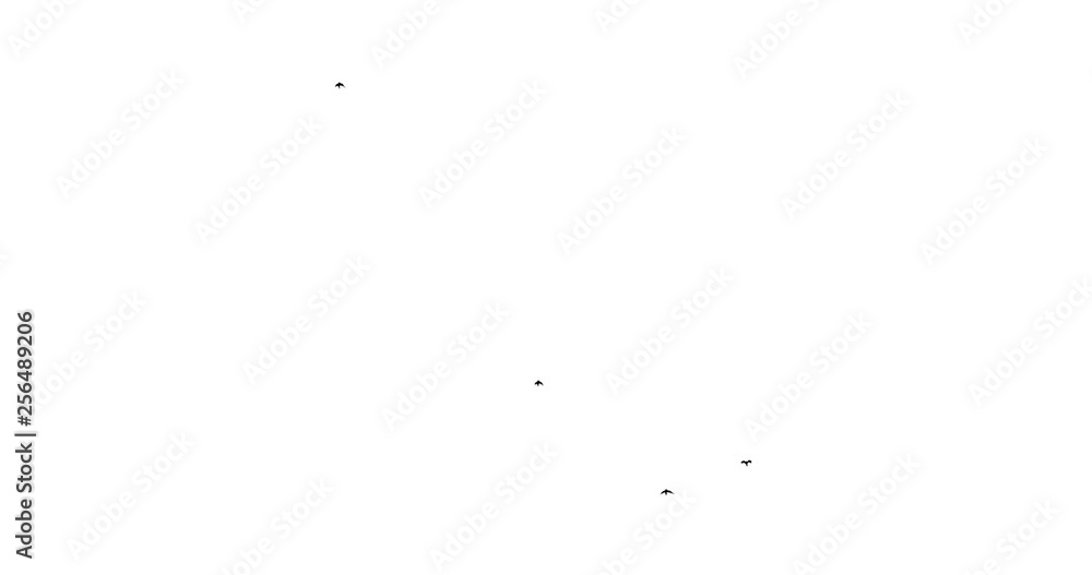 crows flying from right to left on a white background crows flying from right to left on a white background