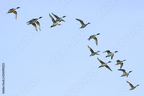 northern pintail duck