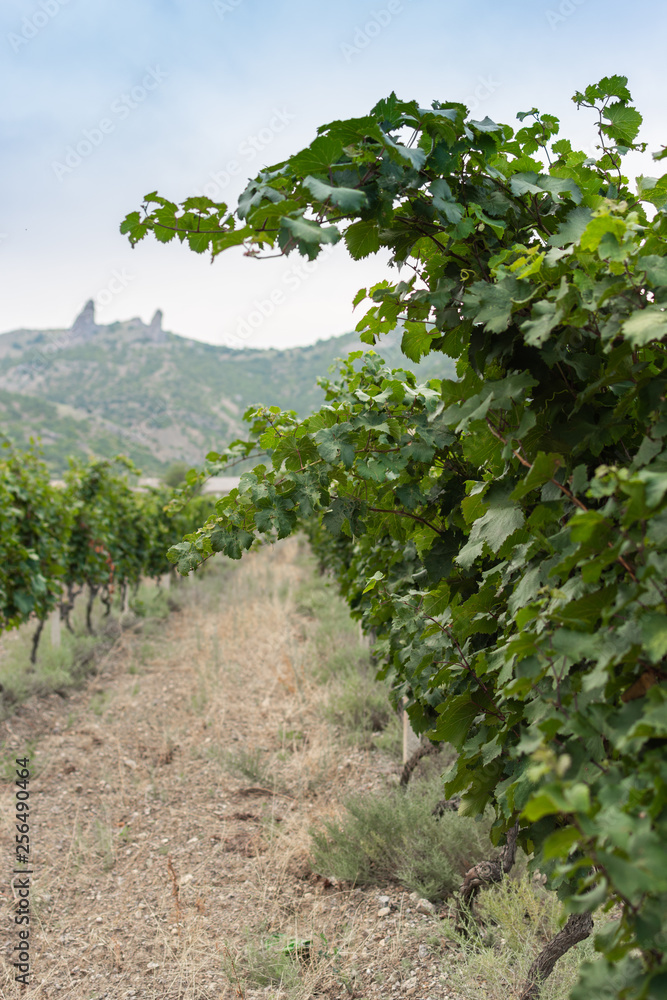 Green rows of a vineyard in hot summer