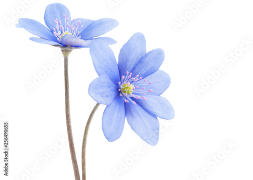 blue flower isolated © ksena32