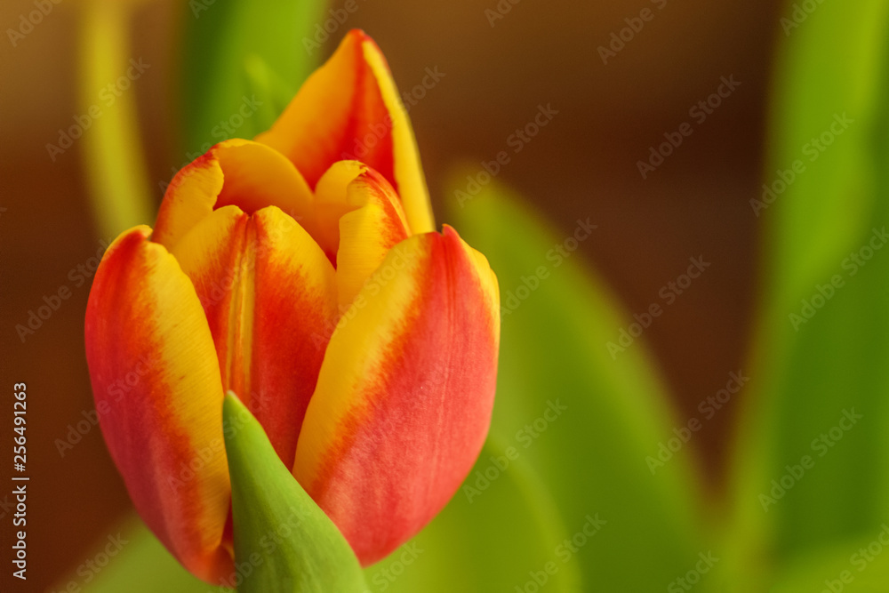 red and yellow tulip red and yellow tulip