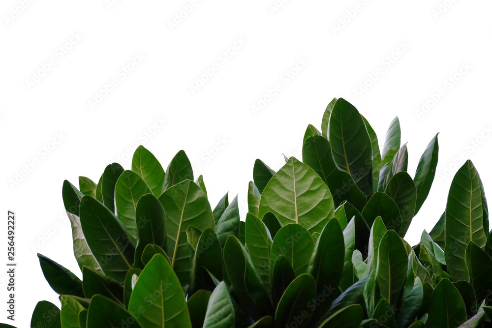Tropical tree leaves growing in botanical garden on white isolated background for green foliage backdrop 