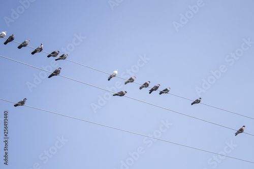 Pigeons sit on the wires against the blue sky.