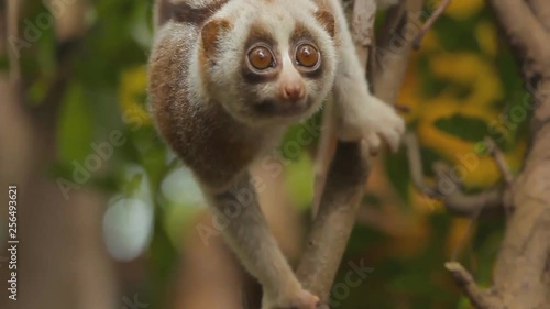 lemur is sitting on a tree (close-up) photo