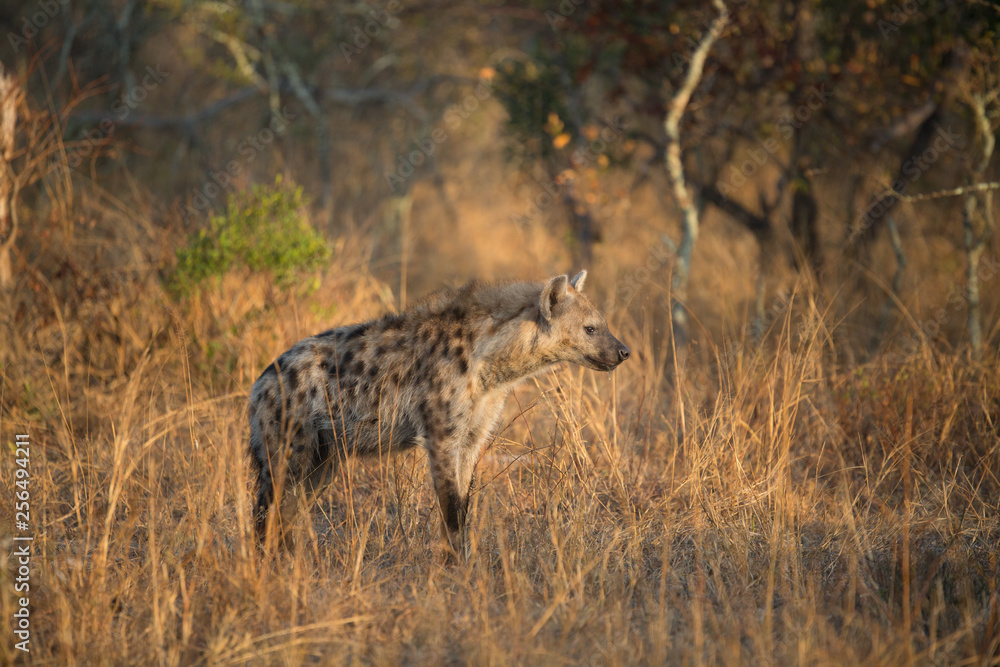 Inquisitive young hyaena in the golden glow of early morning light