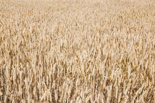 Texture of wheat field