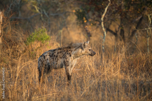 Inquisitive young hyaena in the golden glow of early morning light
