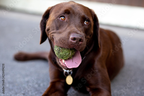 Hund Bruno mit Ball