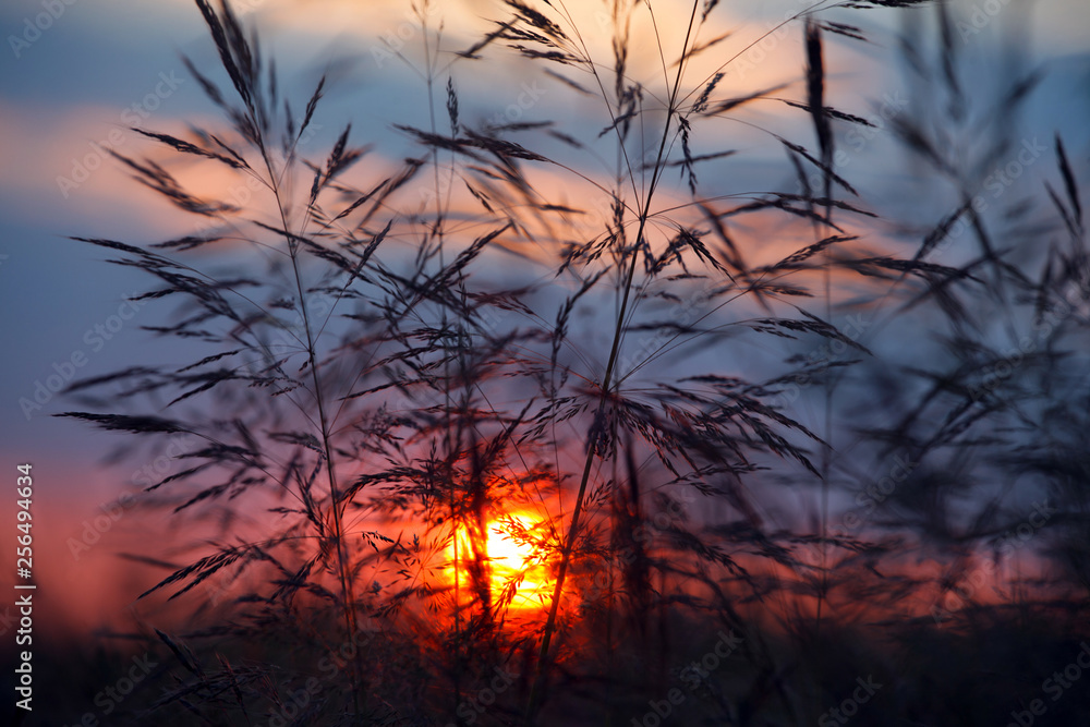 sunset behind the grass in the field in summer sunset behind the grass in the field in summer