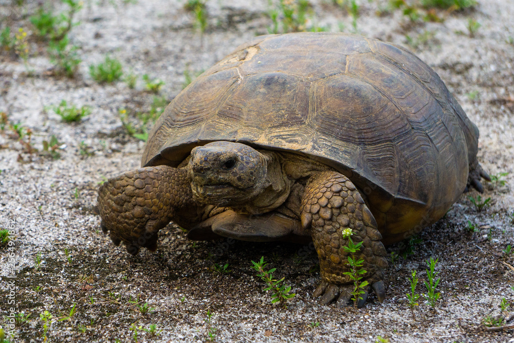 Fototapeta premium Gopher Tortoise (Gopherus polyphemus) at Hypoluxo Scrub Natural Area in Hypoluxo, Florida, Palm Beach County, USA