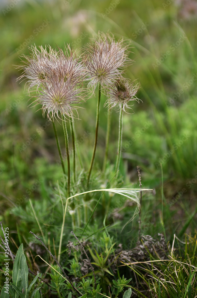 Eco conscious concept. Rare vanishing plant from the Red Book of blooms on a background of green grass Eco conscious concept. Rare vanishing plant from the Red Book of blooms on a background of green grass