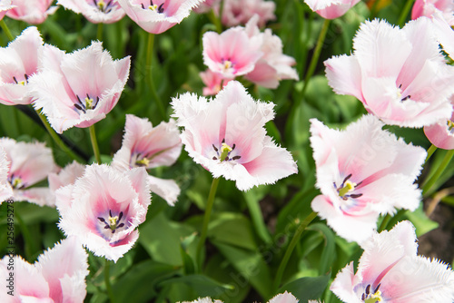 beautiful dutch tulips blooming in spring