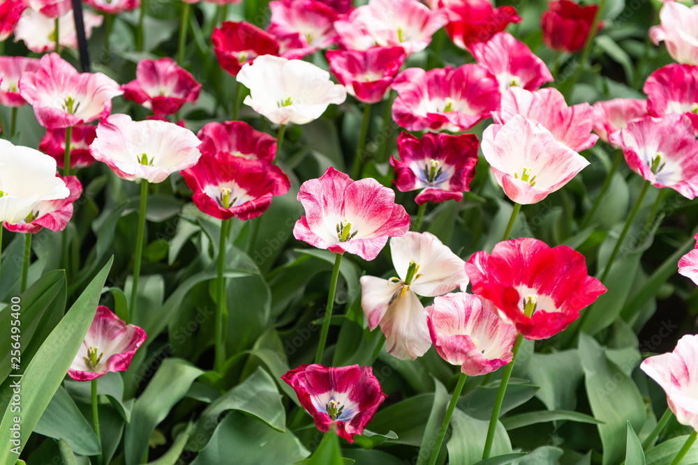 beautiful dutch tulips blooming in spring beautiful dutch tulips blooming in spring