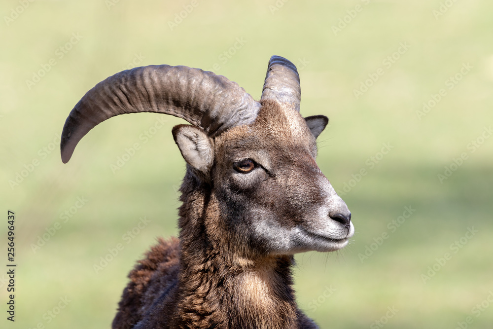 Head of a young male mouflon in a game park in spring