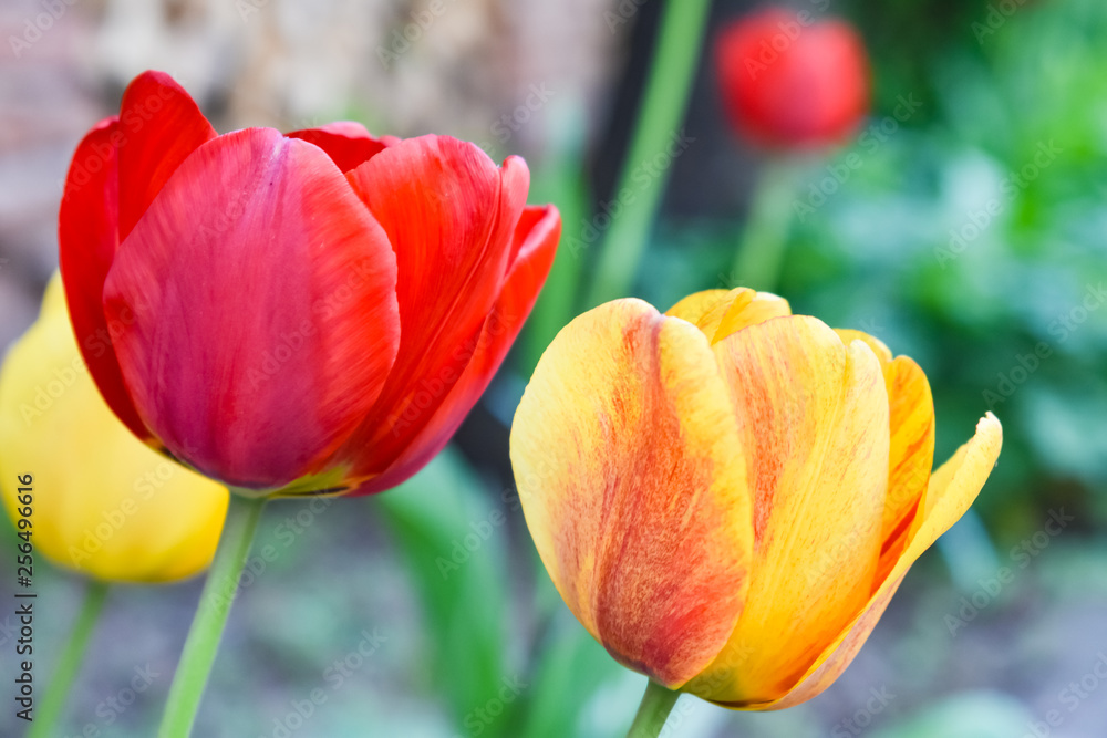 Close-up photo of beautiful red & yellow bloomed tulips. Floral, spring concept Close-up photo of beautiful red & yellow bloomed tulips. Floral, spring concept