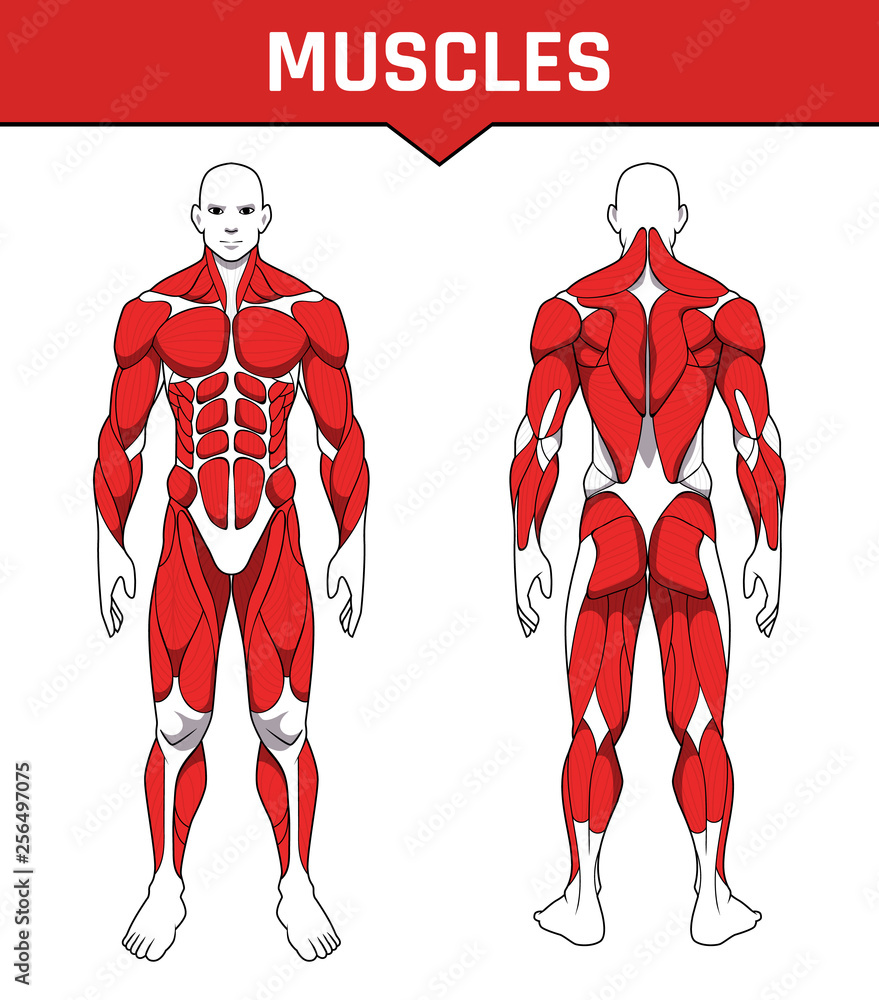 human body anatomy workout, front and back muscular system of