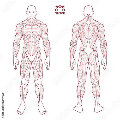 human body anatomy male man , front and back muscular system of muscles . flat medical scheme poster of training healthcare gym , vector illustration