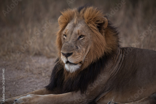 beautiful large maned male lion