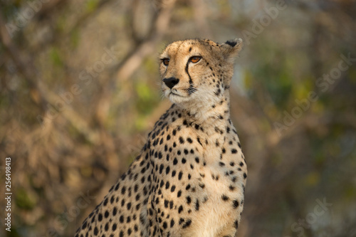Female Cheetah sitting on top of a termite mound busy hunting. 