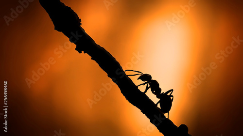 Silhouette Ant with sunlight close up