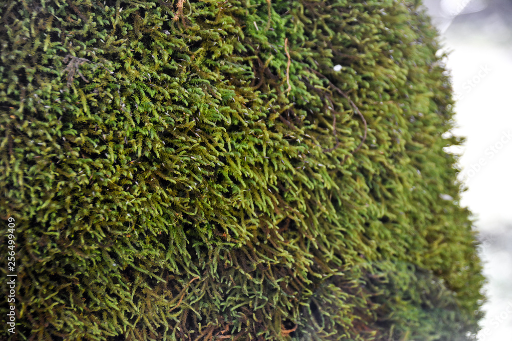 macro photography green moss macro photography green moss