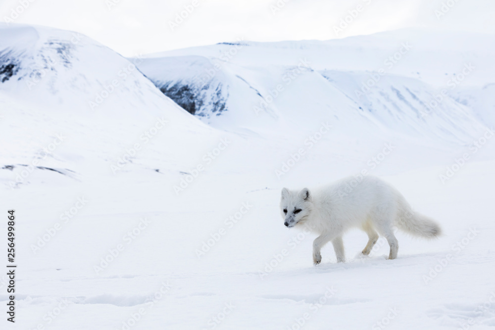 Arctic fox on the snow in Svalbard. Arctic fox on the snow in Svalbard.