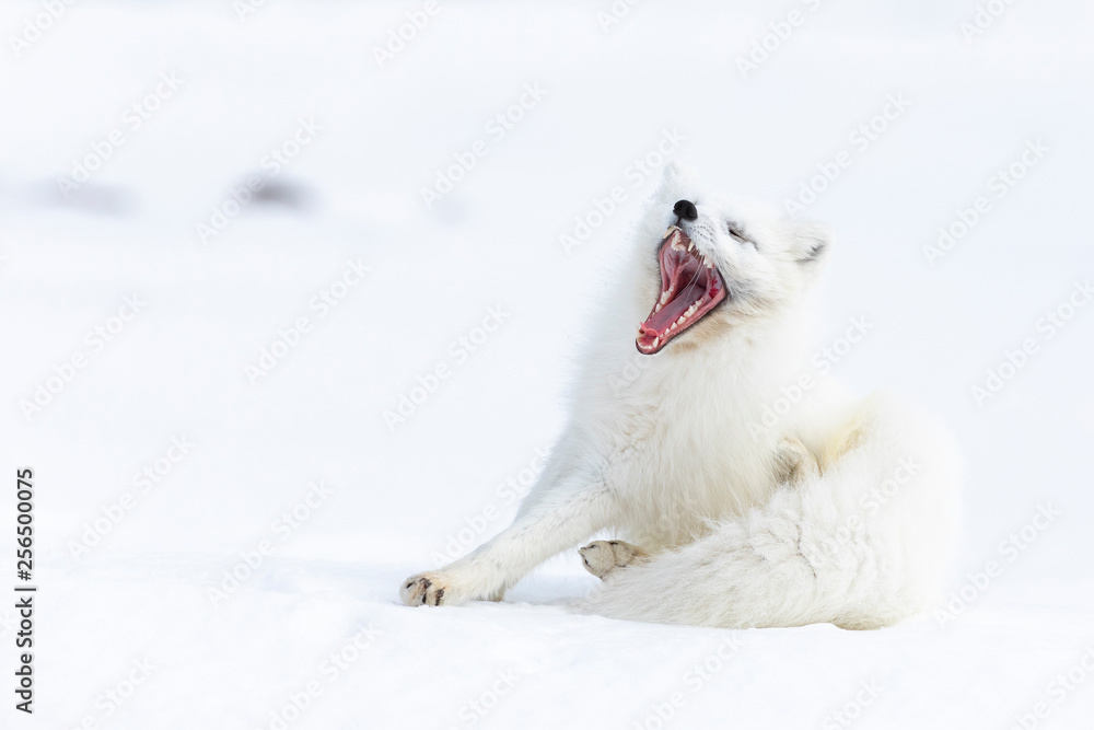 Naklejka premium Arctic fox on the snow in Svalbard.