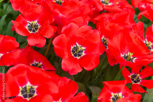 beautiful dutch tulips blooming in spring