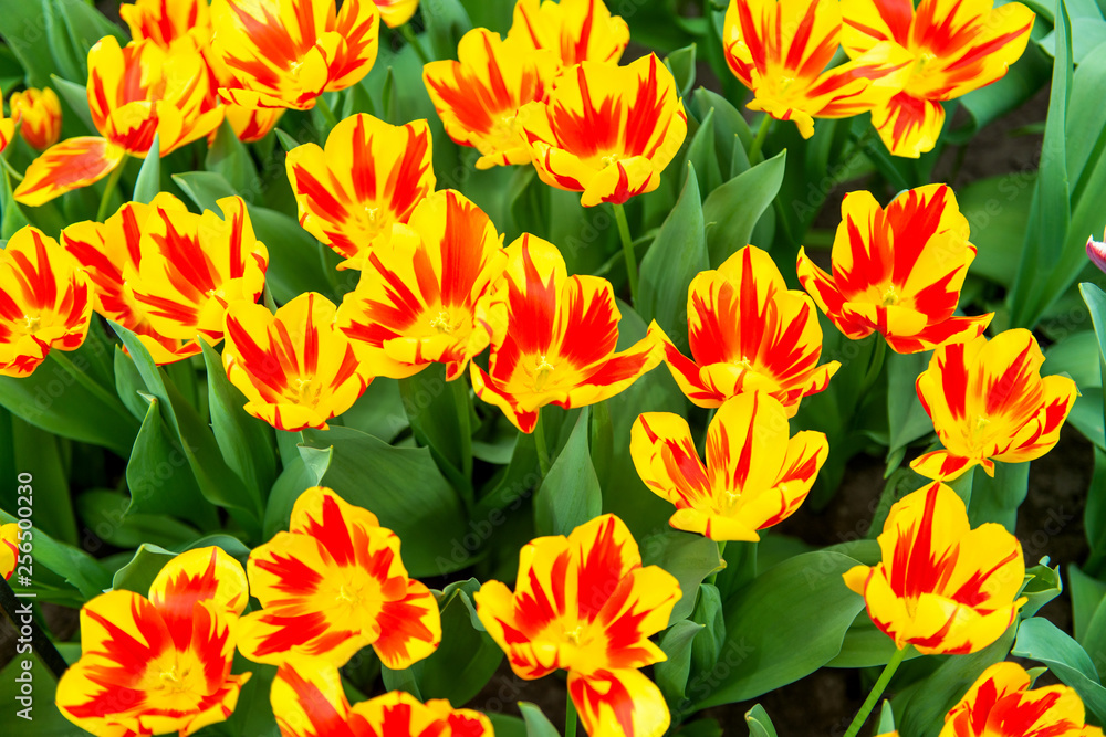 Fototapeta premium beautiful dutch tulips blooming in spring