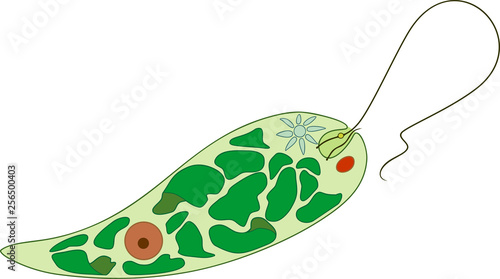 Diagram of Euglena. Structure of Euglena viridis with different organelles