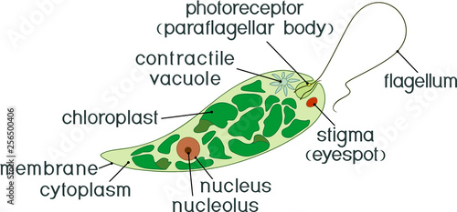 Tablou pe pânză Diagram of Euglena. Structure of Euglena viridis with titles