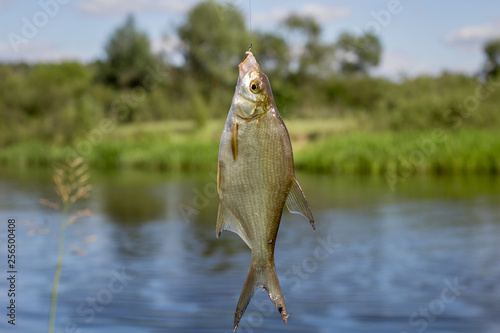 fish on hook