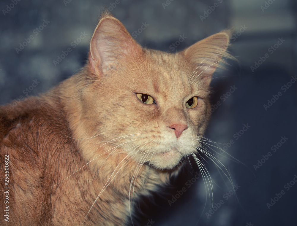 red maine coon on a blue background