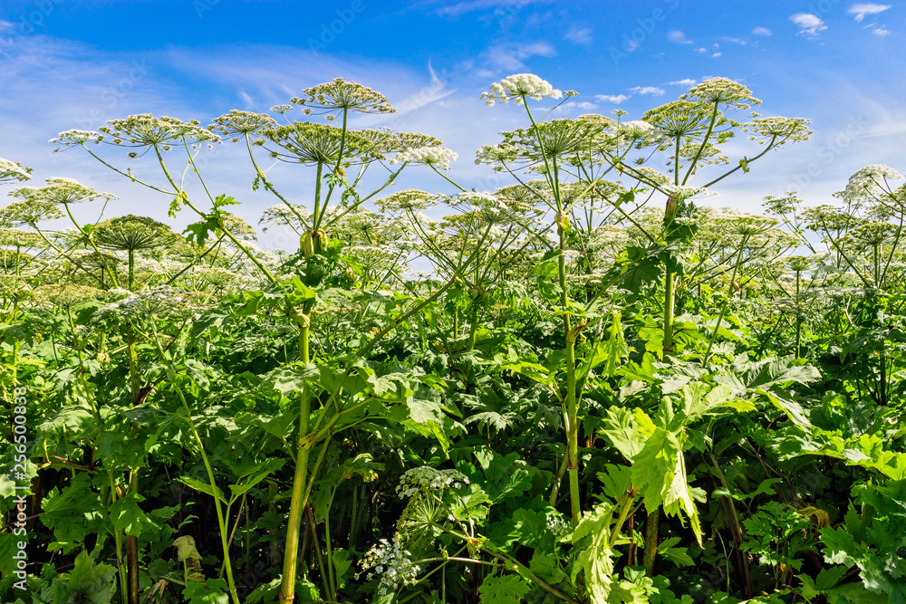 blooming field of heracleum sosnowskyi on a summer day blooming field of heracleum sosnowskyi on a summer day