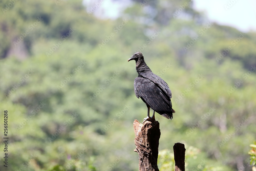 Fototapeta premium Urubu à tete noire